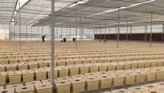 Голландское сельское хозяйство: ведро пластиковой гидропоники в теплице и на ферме